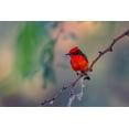 thumbnail image 2 of Xu, Jian 32x23 Black Ornate Wood Framed with Double Matting Museum Art Print Titled - Vermilion Flycatcher, 2 of 4