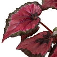 thumbnail image 4 of Begonia 'Rex' - 4 Pack Variety in 4" Pot | Live Plant for Indoor | 7 - 12 inch Tall, 4 of 11
