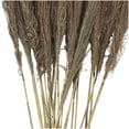 thumbnail image 4 of 35" Grass Dried Plant Natural Foliage Pampas Bouquet with Long Stems, by DecMode, 4 of 7