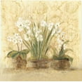 thumbnail image 2 of Blum, Cheri 12x12 Black Ornate Wood Framed with Double Matting Museum Art Print Titled - k 8232 Esprit NarcOrch, 2 of 4