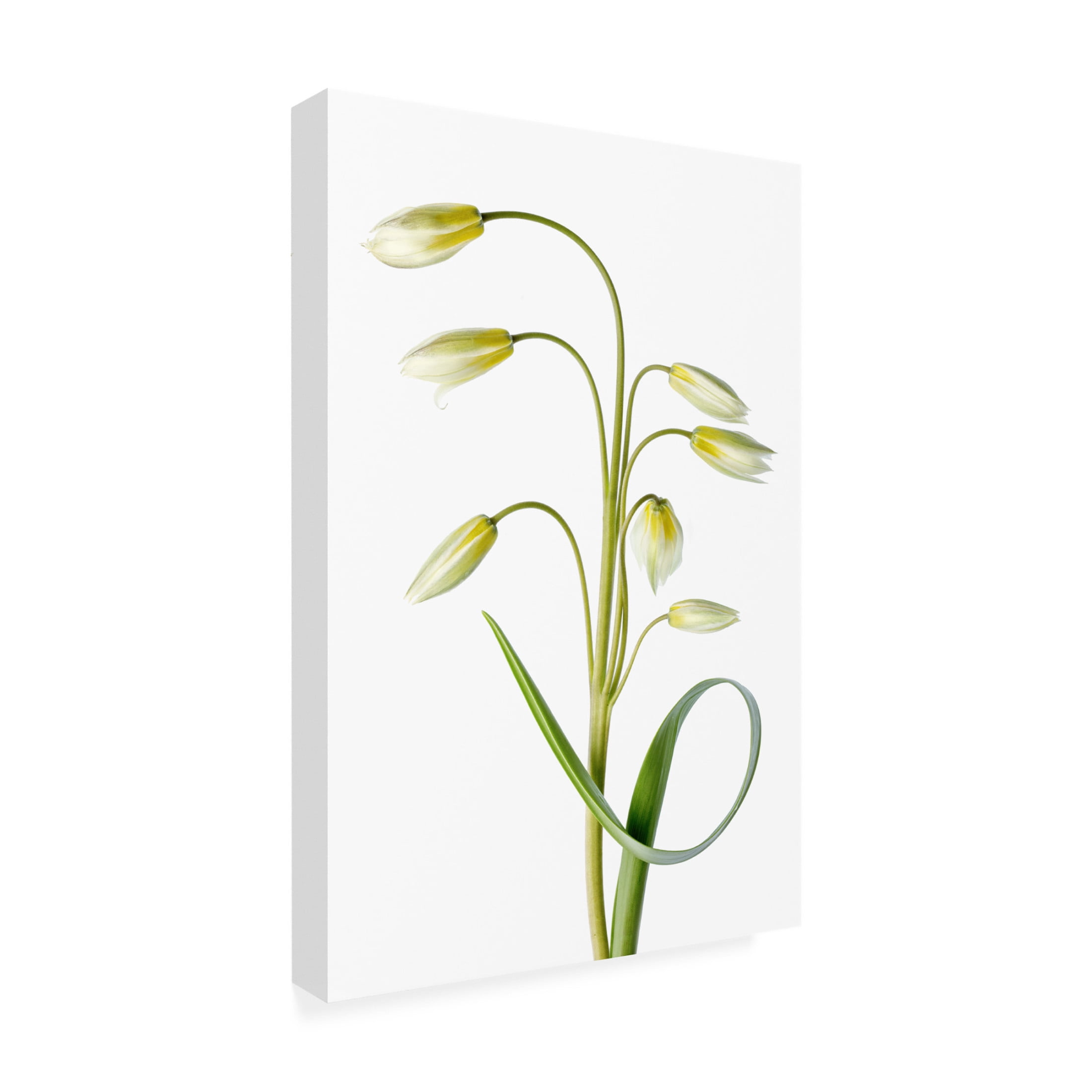 Canvas Wall Art - Mandy Disher 'Tulipa Tarda' Wall Art for Living Room, Bedroom, or Office Décor by Trademark Fine Art - 30 x 47 Inches