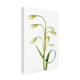thumbnail image 4 of Canvas Wall Art - Mandy Disher 'Tulipa Tarda' Wall Art for Living Room, Bedroom, or Office Décor by Trademark Fine Art - 16 x 24 Inches, 4 of 4