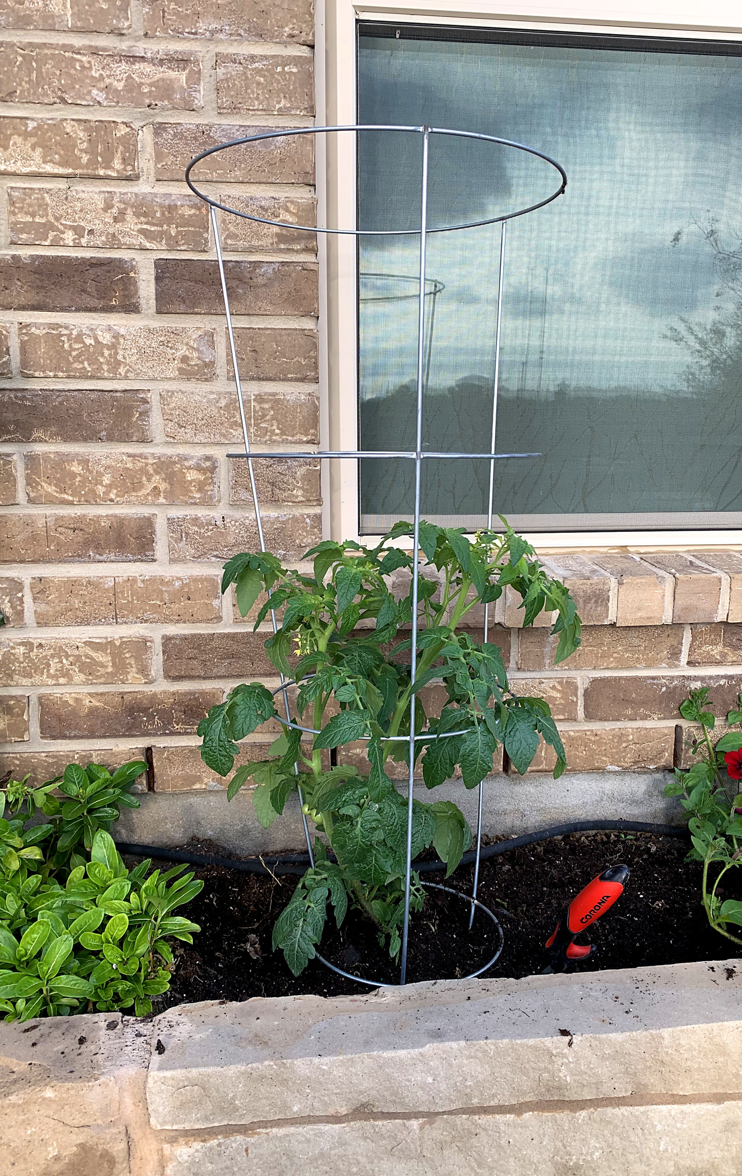 Glamos Wire 42 inch Tomato Cage 10 Pack Plant Support for Tomatoes, Peppers, and Vegetables