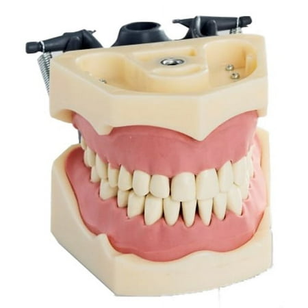 Jaw Study Model Columbia Compatible With Teeth 32/pk price history on PriceWatchPro
