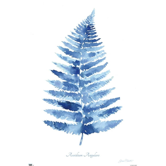 Jean Plout - Indigo Botanical Asoidium Angulare Wall Poster, 22.375" x 34"