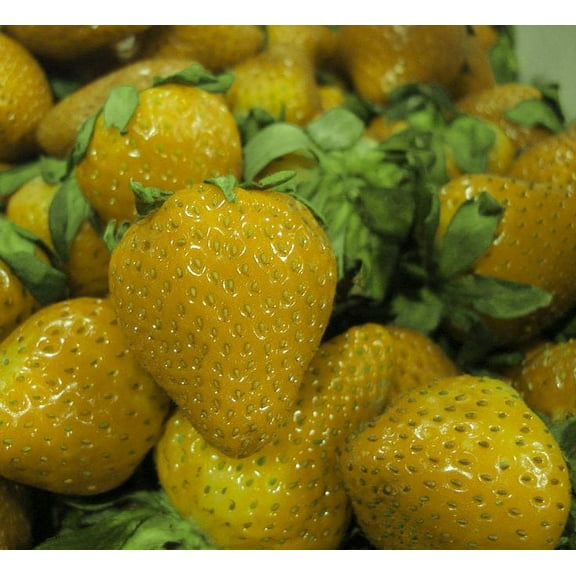 Rare Yellow Wonder™ Alpine Strawberry - 4 Plants 2.5" Pots - Everbearing