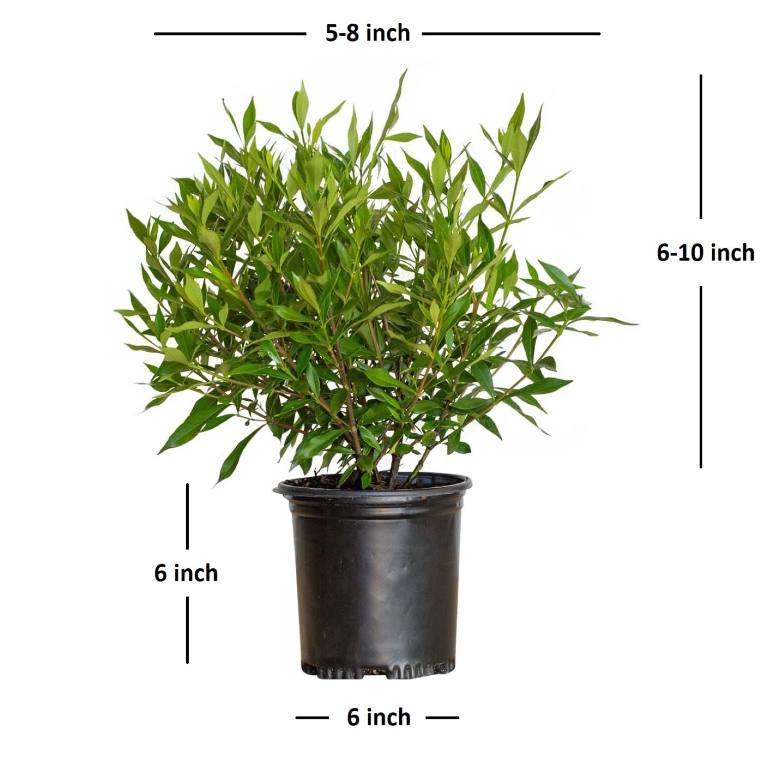 Expert Gardener Frost Proof Gardenia Bush (2.5 Quart) Blooming Evergreen Shrub with Fragrant White Flowers