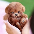 thumbnail image 3 of Milow Robot Puppy, Milow - My Realistic Robot Puppy, 3 of 4