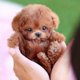 thumbnail image 3 of Milow Robot Puppy, Milow - My Realistic Robot Puppy, 3 of 4