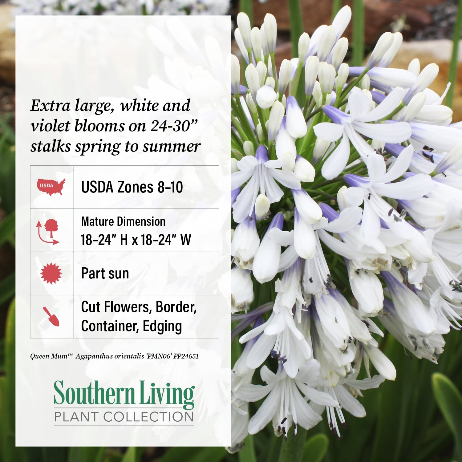 Southern Living Queen Mum Agapanthus 'Lily of the Nile' Live Shrub in 2.5-Quart Grower Pot
