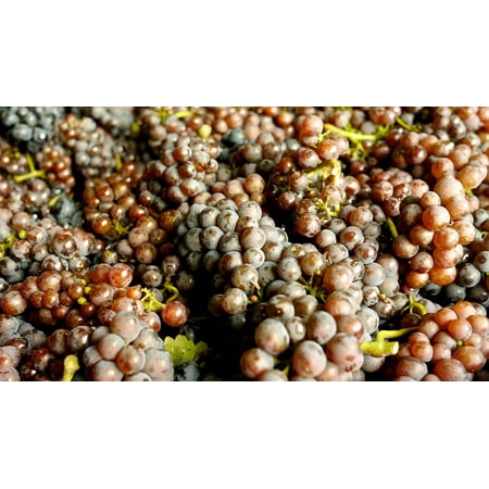 - Peel-n-Stick Poster of Wine Grapes Food Alcohol Wine Grapes Pinot Blanc Poster 24x16 Adhesive Sticker Poster Print