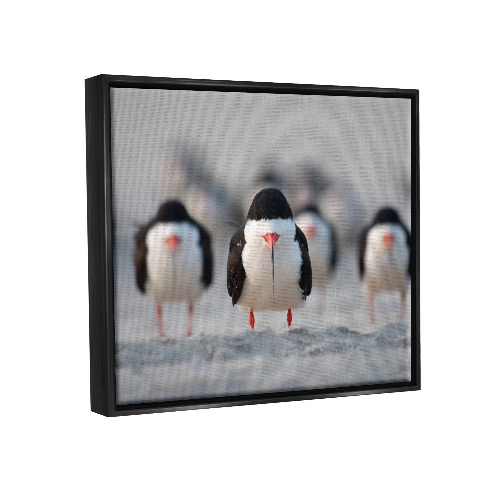 Stupell Industries Black Skimmer Gang Animals & Insects Photography Black Floater Framed Canvas Art Print Wall Art, 21 x 17