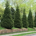 thumbnail image 2 of Direct Gardening Green Giant Arborvitae Upright Evergreen 5 to 6 feet Tall Bare Root Plant, 2 of 6
