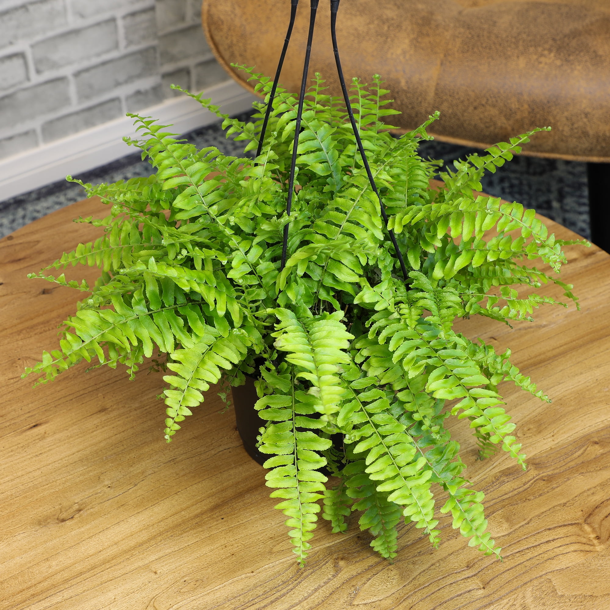 Element by Altman Plants 6in Boston Fern