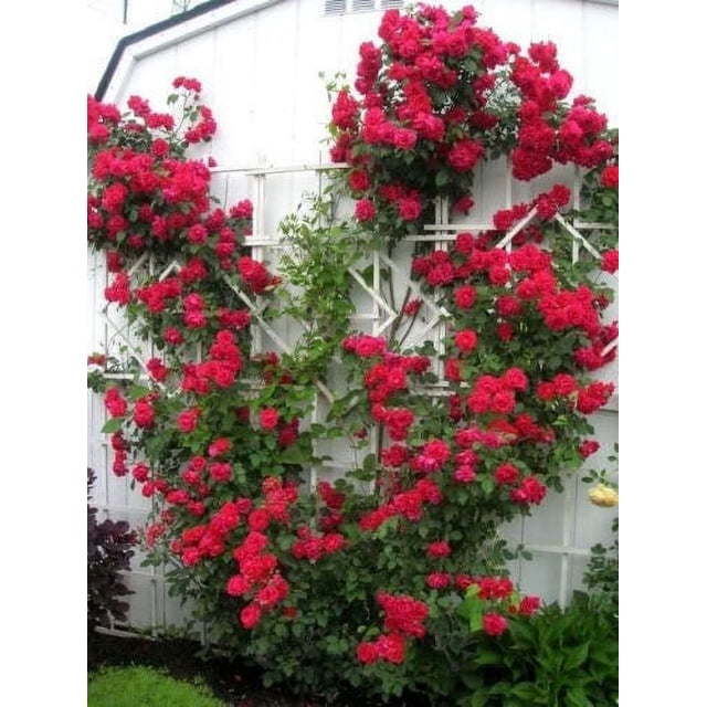Seedville Red Climbing Rose 5 Seeds, Fragrant Butterfly Flower