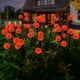 thumbnail image 5 of Lámparas Solares Lámparas Decorativas De Calabaza De Halloween Lámparas De Jardín Luces Decorativas Para Fiestas Luces Ambientales Lámparas, 5 of 7
