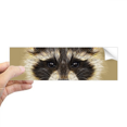 thumbnail image 1 of Little Mischievous Brown Raccoon Animal Rectangle Bumper Sticker Notebook Window Decal, 1 of 1