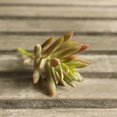 thumbnail image 3 of 10PCS Artificial Succulents Decorative Mini Lifelike Simulated Plants Home Decor, 3 of 9