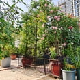 thumbnail image 4 of Metal Garden Arch with Gate 79.5'' Wide x 86.6'' High Climbing Plants Support Rose Arch Outdoor Black, 4 of 26