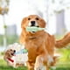 thumbnail image 5 of Una botella de juguete para perro con un diente que rechina los dientes por fonación Una botella, 5 of 5