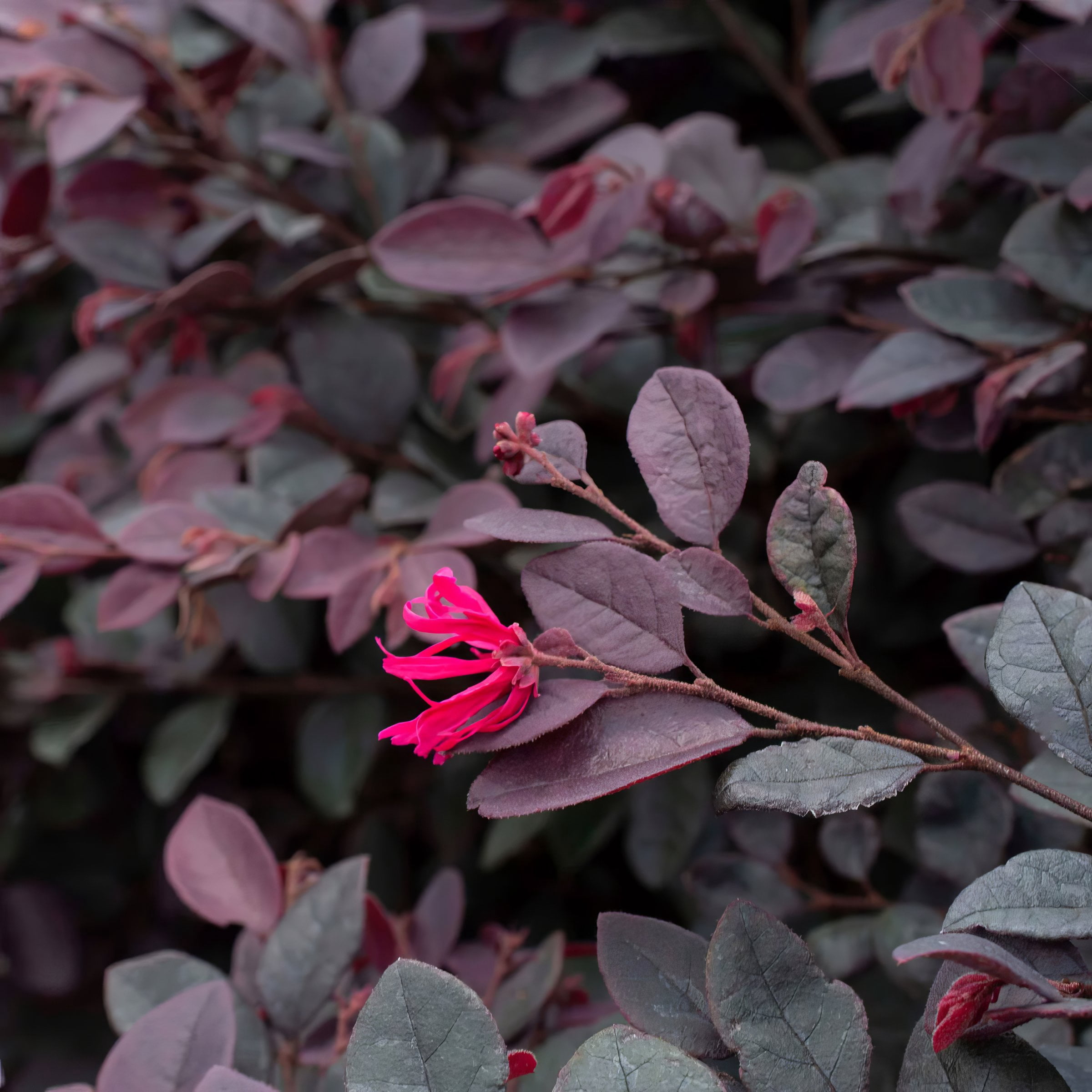 1 gal. Loropetalum Cerise Charm Live Shrub Condition with Full Sunlight