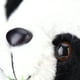 thumbnail image 4 of Muñeco de peluche, adorable y lindo oso PANDA, juguete de peluche, claridad notable, 4 of 10