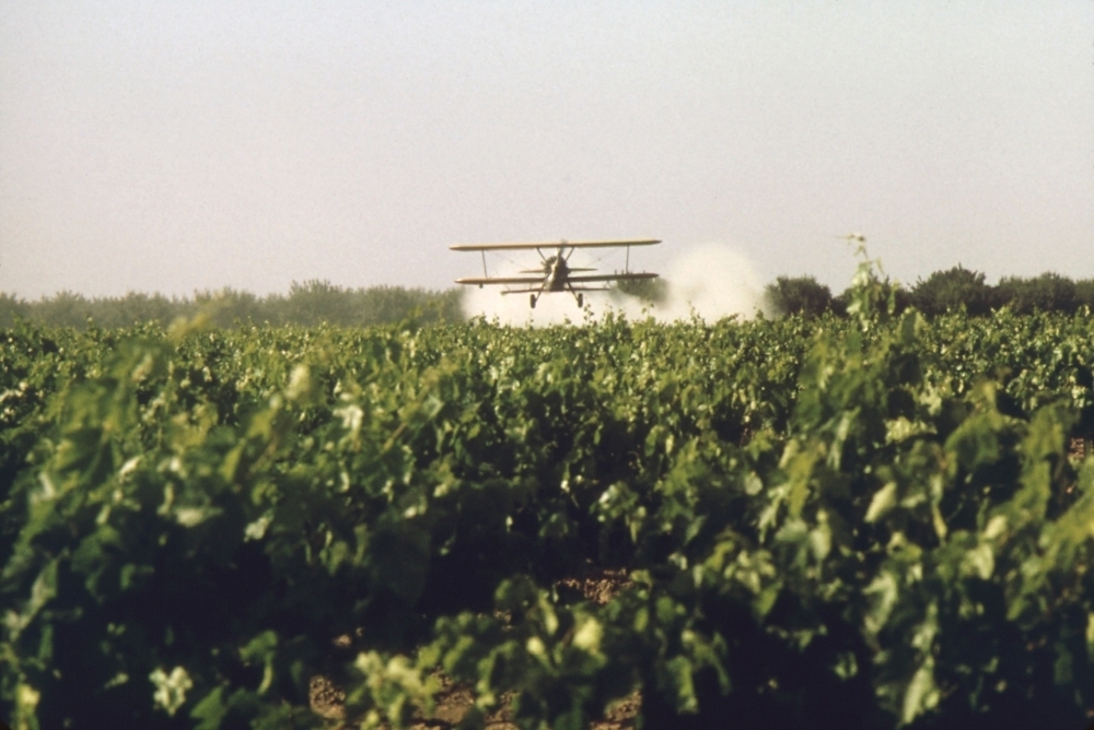 Sulfur Dusting Of Grape Vines By Air. Pure Elemental Sulfur Is Organic