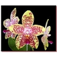 thumbnail image 4 of Repotme Orchid Growing Starter Kit with Phalaenopsis Orchid Mix Pots Fertilizer, 4 of 4