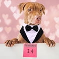 thumbnail image 2 of Conjunto de esmoquin para perro PUMYPOREITY 2XL, pajarita formal negra, 2 of 7