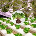 thumbnail image 4 of 25 Replacement Grow Sponges Compatible with Popular Hydroponic Garden Systems, 4 of 6