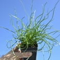 thumbnail image 3 of Juncus Effusus Spiralis, Corkscrew Rush - Pot Size: 3" (2.6x3.5") - House Plants, 3 of 3