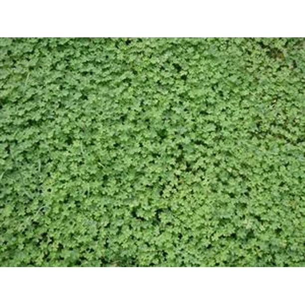 Micro Clover Seed 1 Lb.