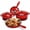 Red, variant on LIFERUN Nonstick Enameled Cast Iron Cookware Set, 7Pcs Pots and Pans, Gas/Induction Dutch Oven Set, Red