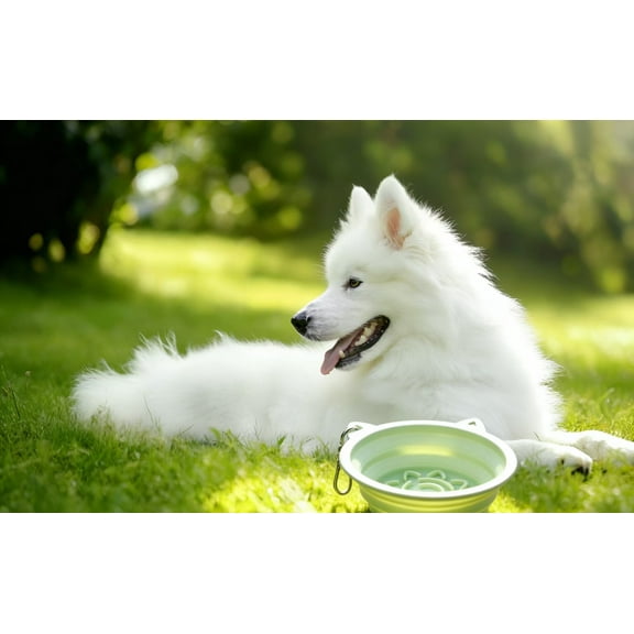 Versatile Foldable Pet Bowls – Must-Have for Camping, Hiking & Trips