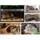 thumbnail image 4 of Cueva para reptiles CHAO Refugio para serpientes 19 x 14 x 11 cm, 4 of 5