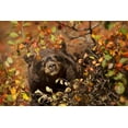 thumbnail image 2 of Grall, Don 18x13 Gold Ornate Wood Framed with Double Matting Museum Art Print Titled - WY, Grand Tetons Black bear foraging for berries, 2 of 4