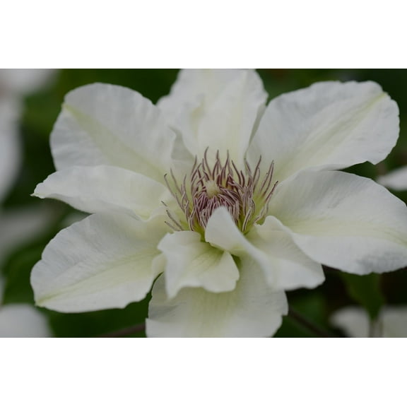 Kittyâ„¢ Boulevard Clematis Vine - White - Fragrant - NEW! - 2.5" Pot