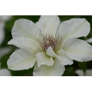 Kitty Clematis Vine - White with Burgundy Anthers - Fragrant - NEW! - 2.5" Pot