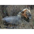 thumbnail image 2 of Underdahl, Dana 14x11 Gold Ornate Wood Framed with Double Matting Museum Art Print Titled - Resting Lion I, 2 of 4