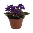 thumbnail image 2 of Miniature Jenny Blue African Violet - 2.5" Pot, 2 of 2