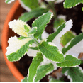 thumbnail image 4 of Pineapple Mint Plant Live for Planting, Mint Plant Variegated Pineapple Mint, Mint for Home Garden Growing, 2-4 Inch Tall, 4 of 9