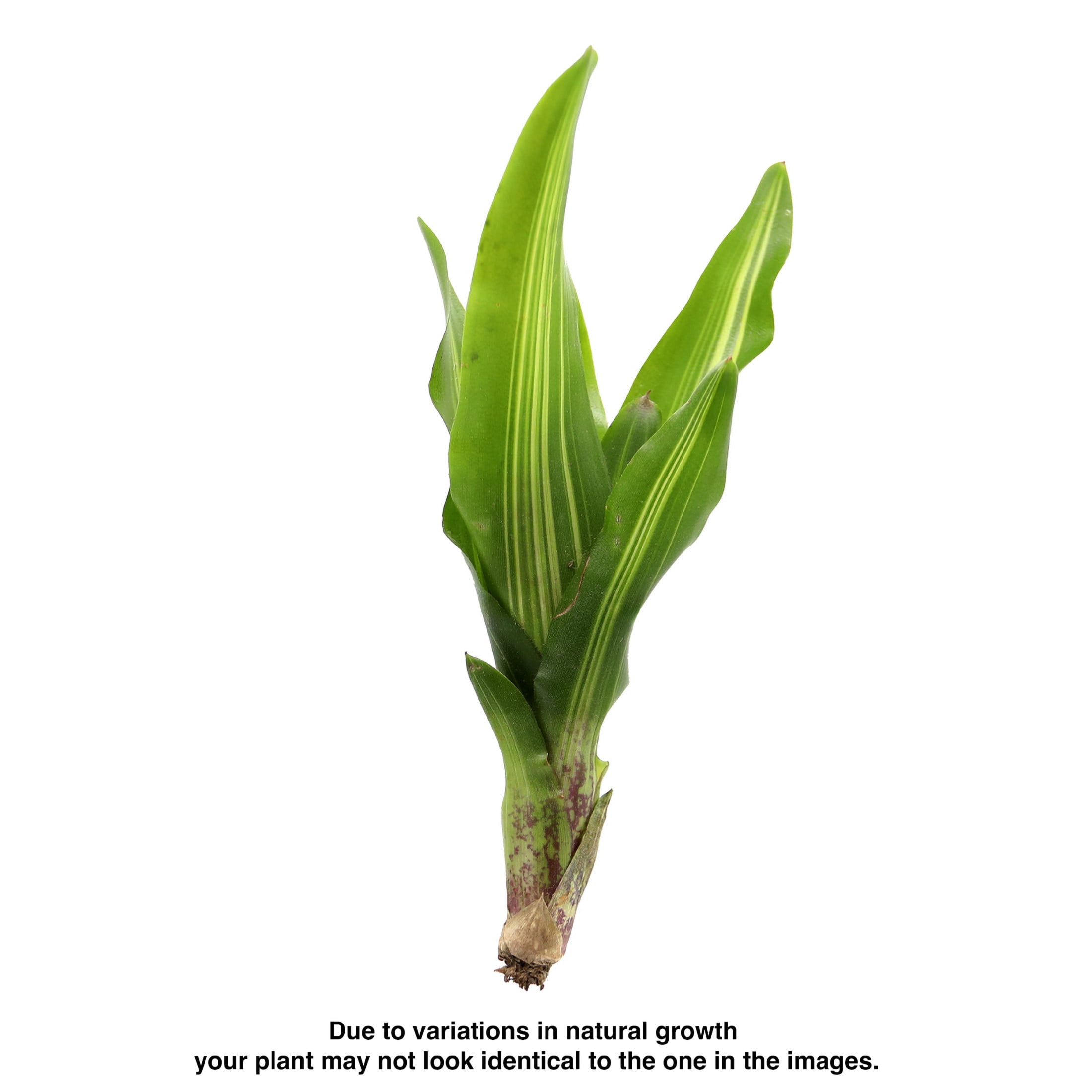 ReptiCulture Broken Heart Bromeliad Plant 3 ct