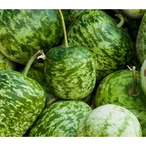 Apple Gourd Seeds for Planting - 20 Seeds - Gourds Shaped Like an Apple - Ships from Iowa, USA
