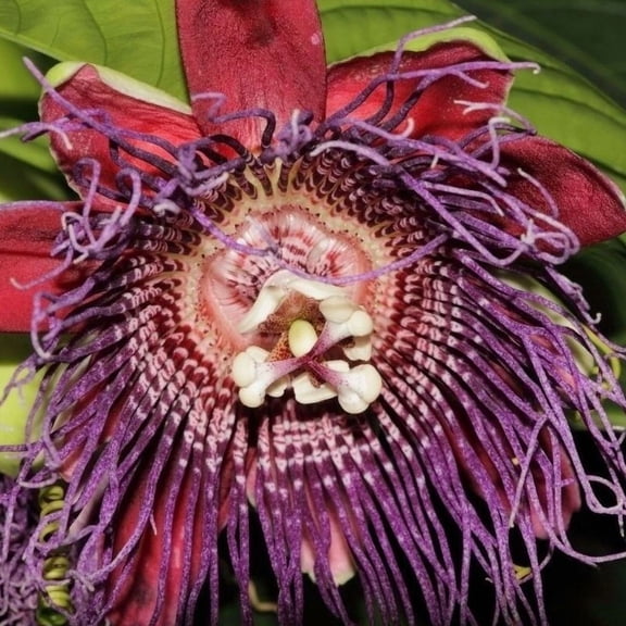 Pack of 2 Giant Granadilla Edible Passion Fruit Vines, Passionfruit Tree Plants Live Houseplants Giant Granadilla Vine 5-7"Tall