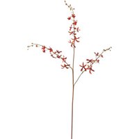 Floral James Vanda Stem