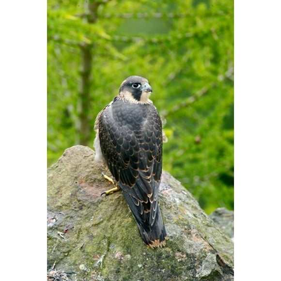 Wildlife, Peregrine Falcon Bird on Rock Poster Print by David Slater (11 x 17)