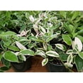 thumbnail image 3 of SALE - Krimson Queen Wax Plant - Hoya - 6" Pot - Trending, 3 of 3