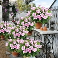 thumbnail image 3 of Topboutique Artificial Impatiens Flowers Silk Impatiens Bouquet Lifelike Flower Bouquet Fake Flower Greenery for Wedding Home Party Decoration Event Gift (4 Pcs-7 Branches,Pink), 3 of 6