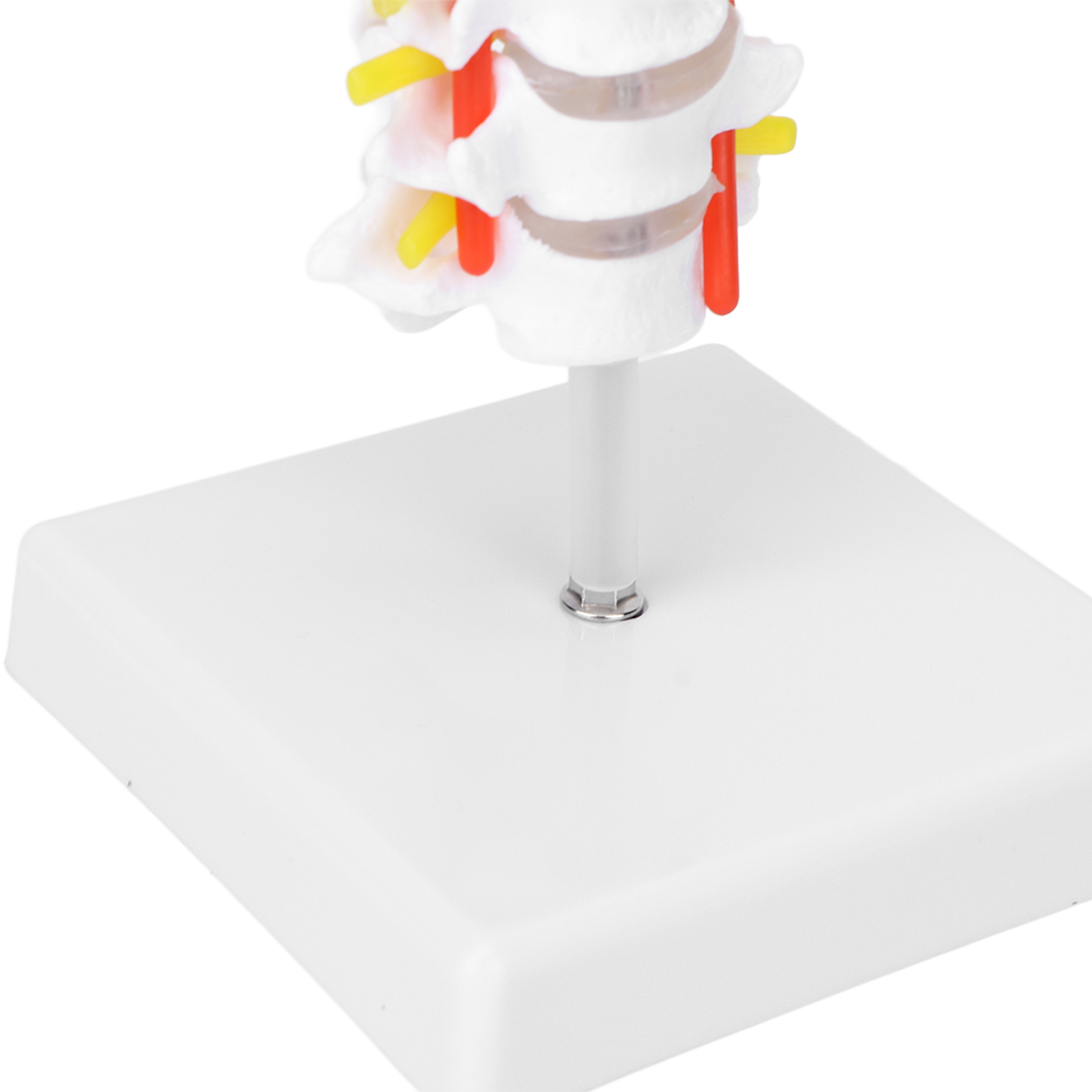 Cervical Vertebra Model Arteria Spine Spinal Nerves Anatomical Model ...