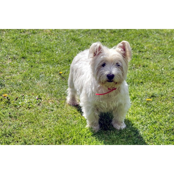 West Highland White Terrier Pets Westie Dog 12 Inch By 18 Inch Laminated Poster With Bright Colors And Vivid Imagery Fits Perfectly In Many Attractive Frames Walmart Com Walmart Com
